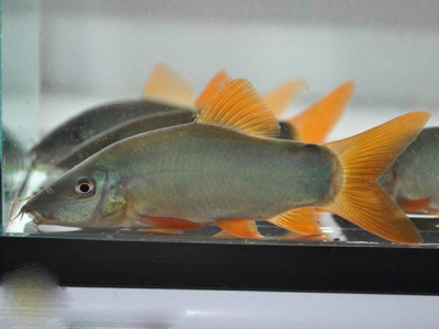 Боция Модеста